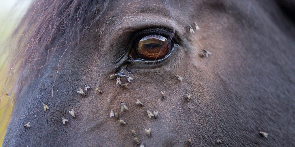 Vliegensprays, -gels en -roll-ons: welke kies je voor jouw paard of pony?