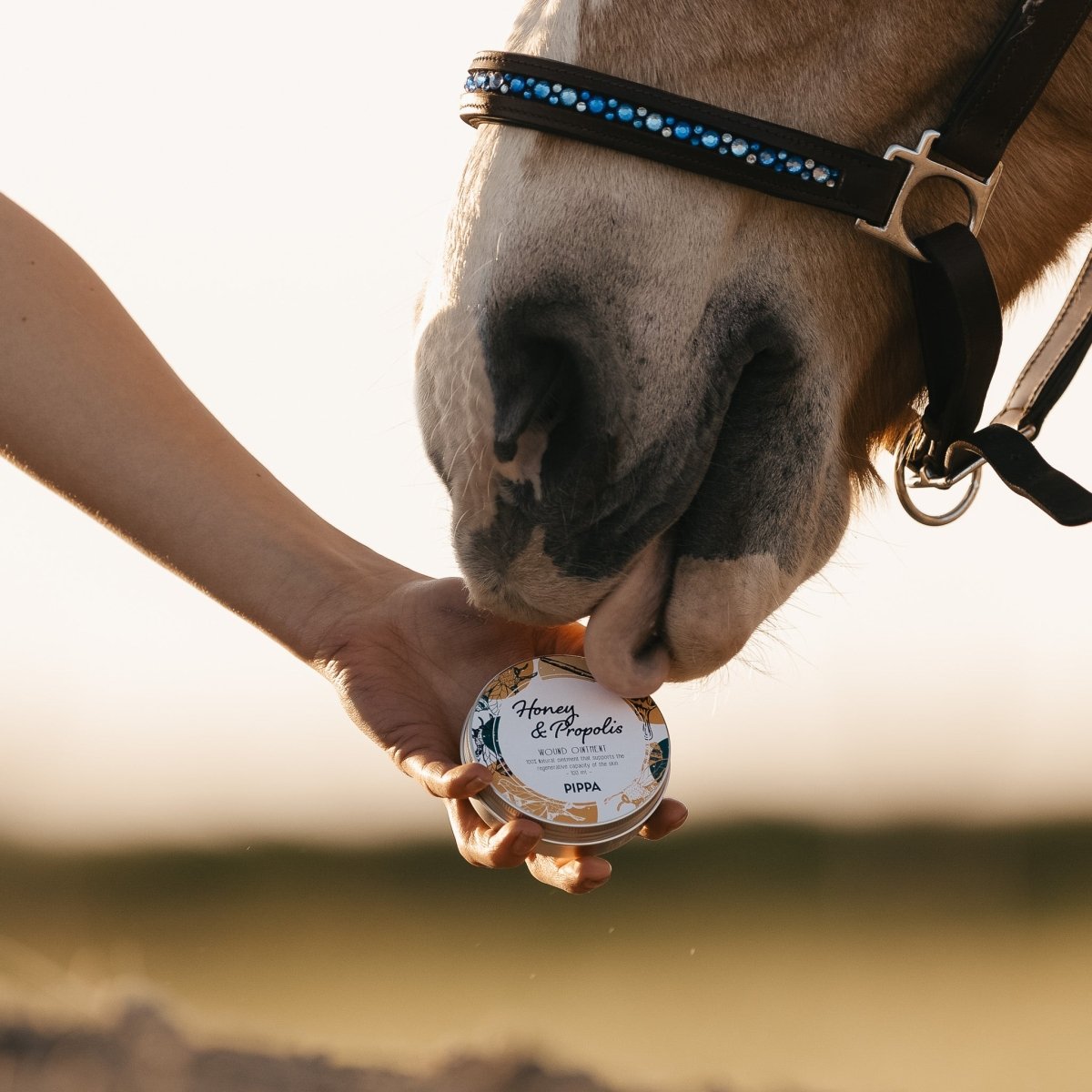 Een paard likt aan de verpakking van de pippa honey en propolis honingzalf