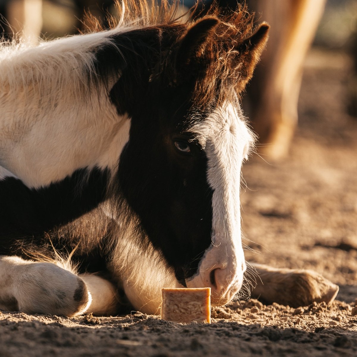 pippa paardenshampoo honey propolis in beeld met paard