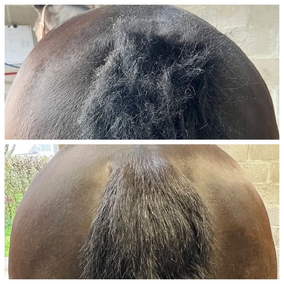 pippa paardenshampoo tea tree eucalyptus resultaat na het wassen