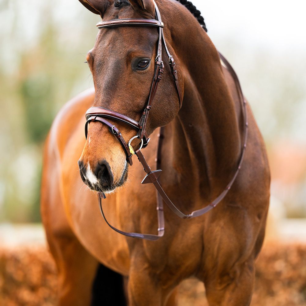 Waar let je op bij het kopen van een hoofdstel? (Complete gids voor paardeneigenaren)