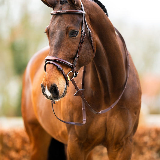 Waar let je op bij het kopen van een hoofdstel? (Complete gids voor paardeneigenaren)