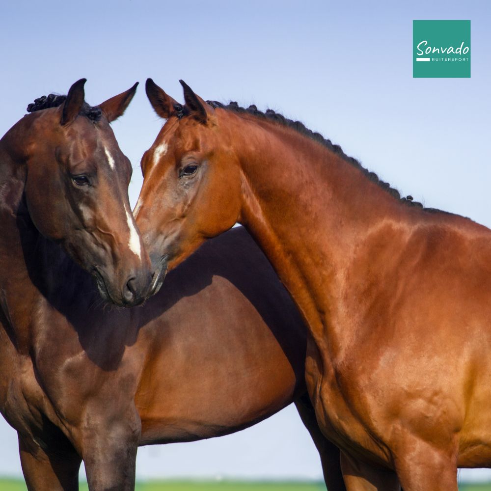 De rui bij paarden: wat gebeurt er en hoe kun je helpen?