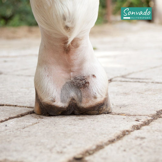 kootholte van een paard