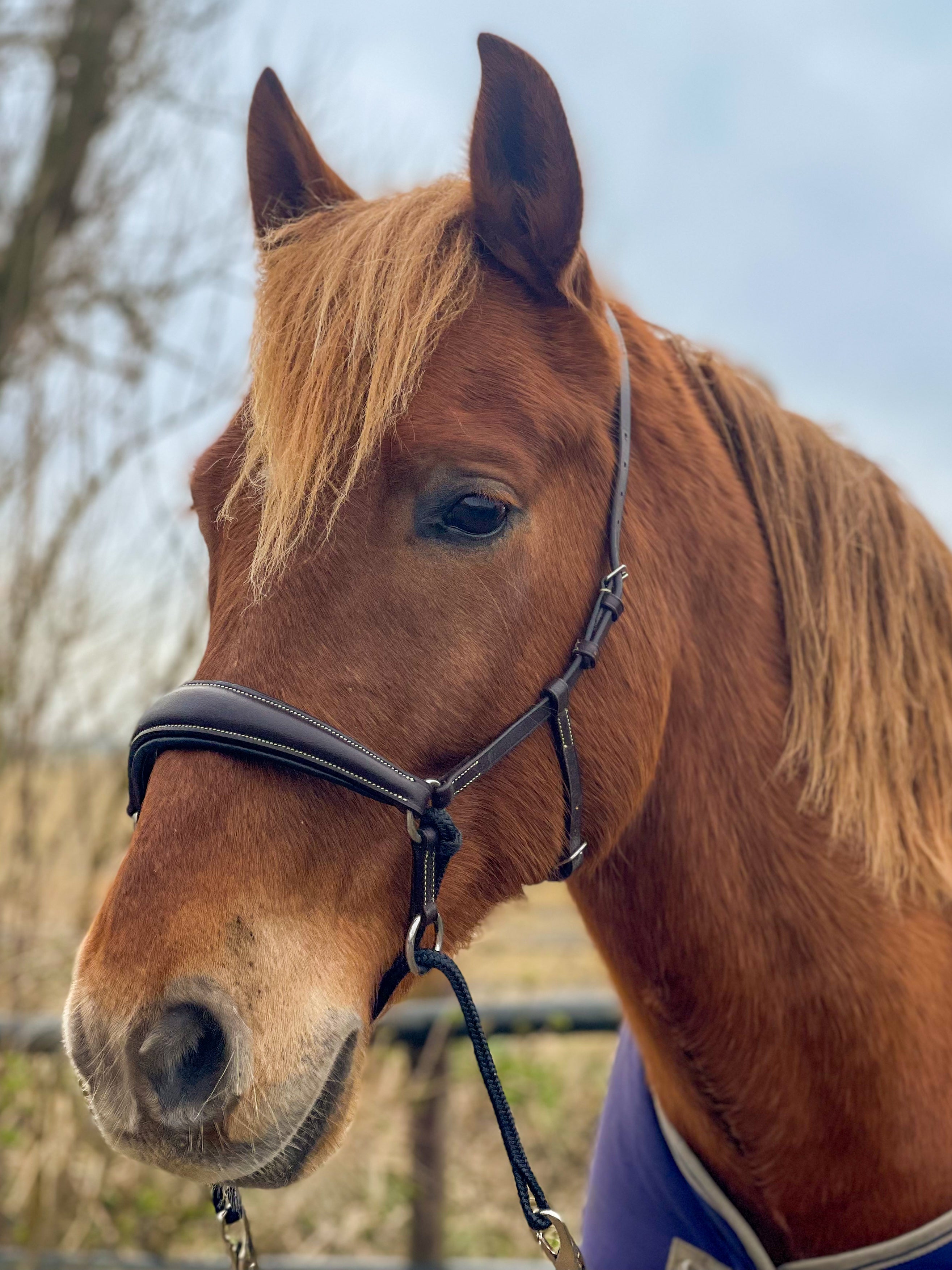 Kingekruist hoofdstel "Lujo"
