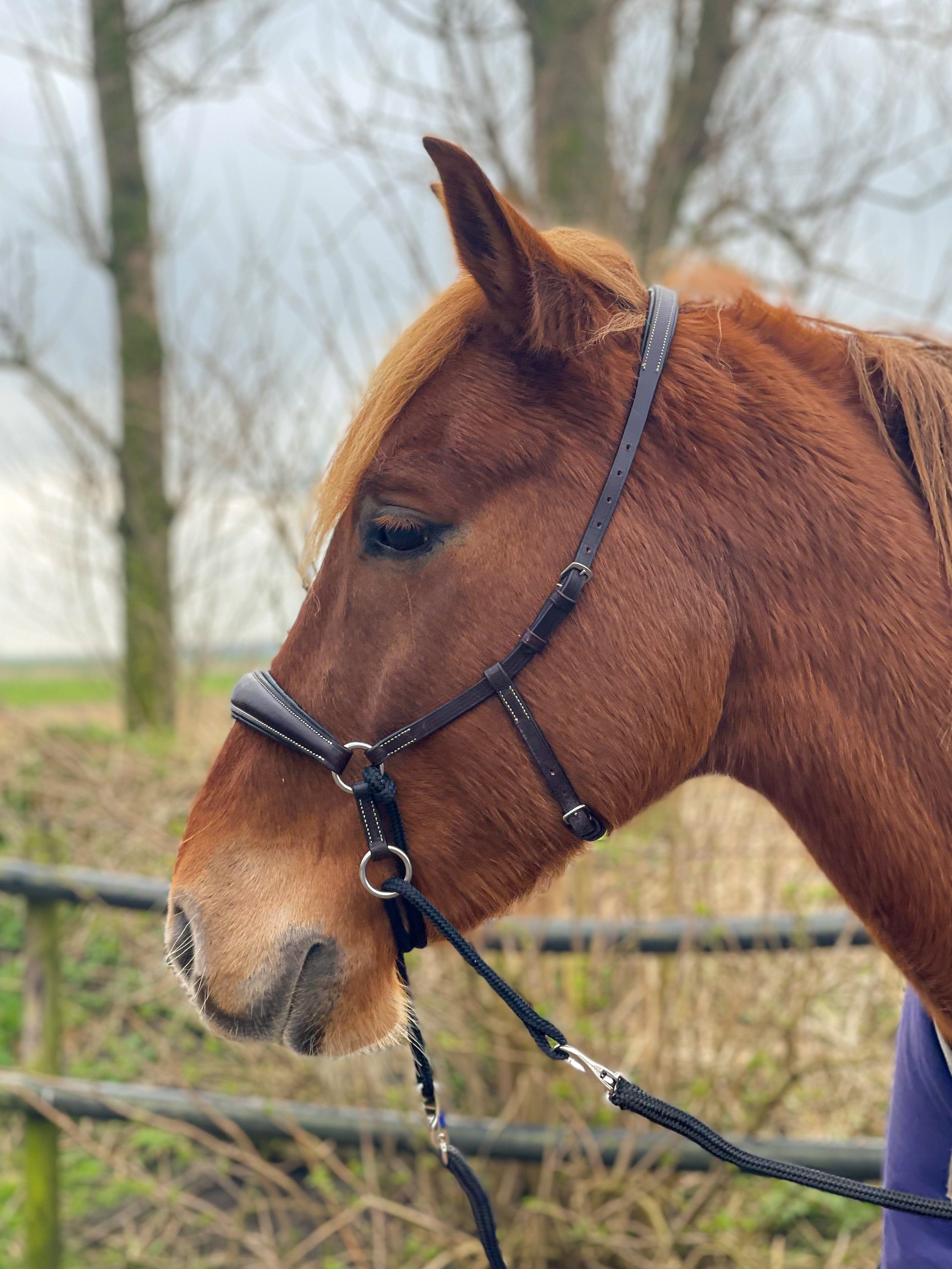 Kingekruist hoofdstel "Lujo"