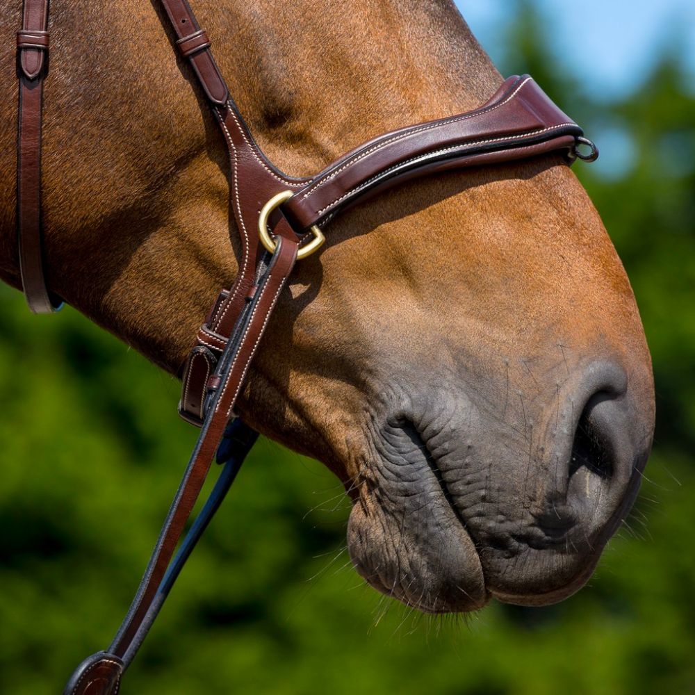 Trust  Equestrian Falsterbo T-motion hoofdstel