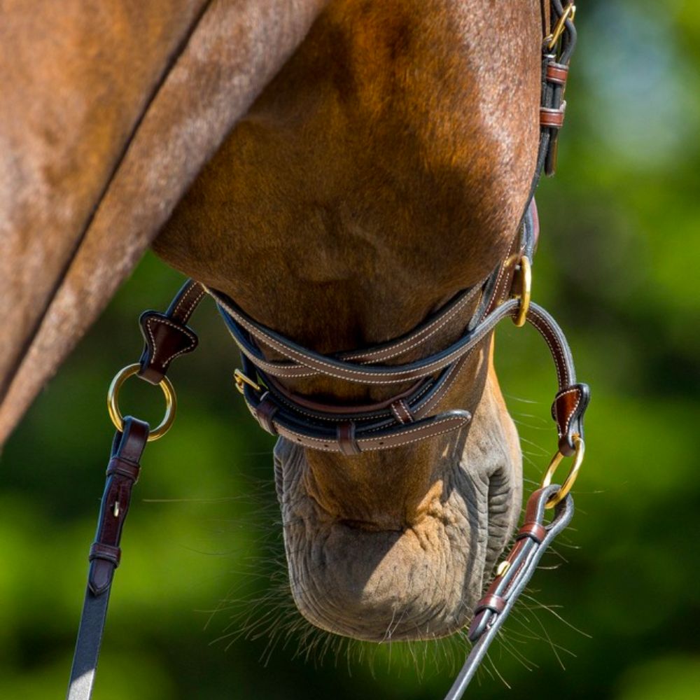 Trust  Equestrian Falsterbo T-motion hoofdstel