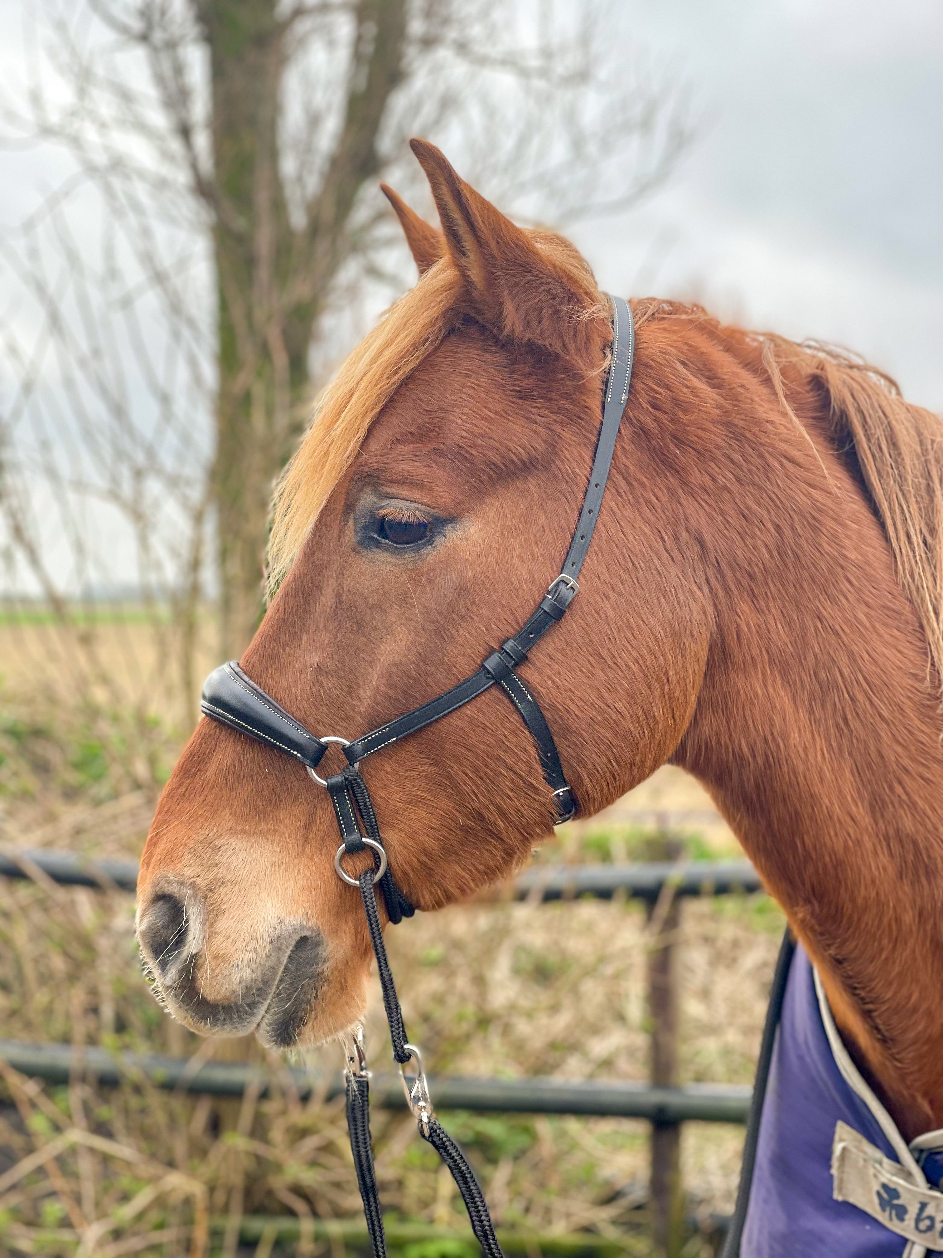 Kingekruist hoofdstel "Lujo"