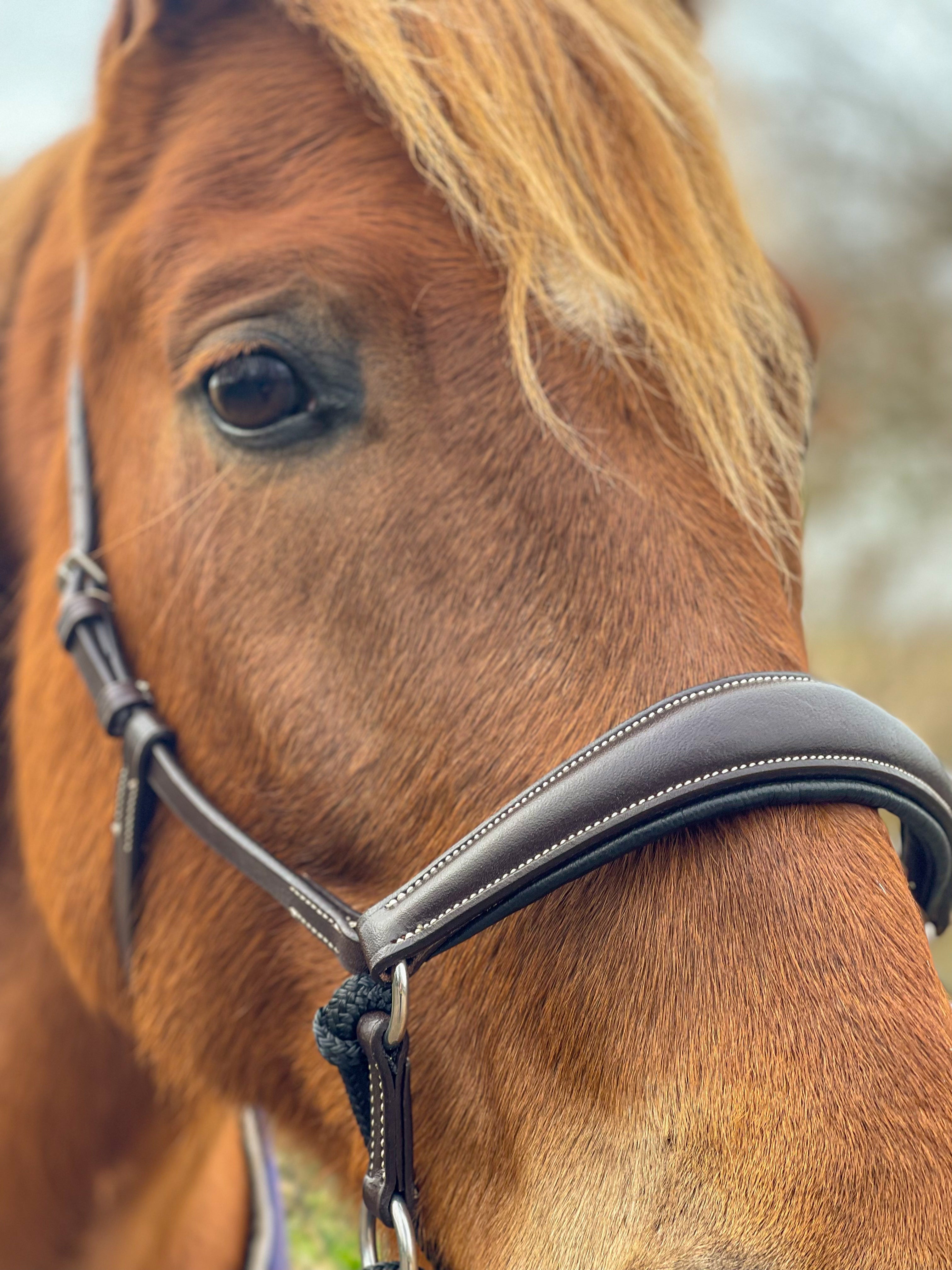 Kingekruist hoofdstel "Lujo"