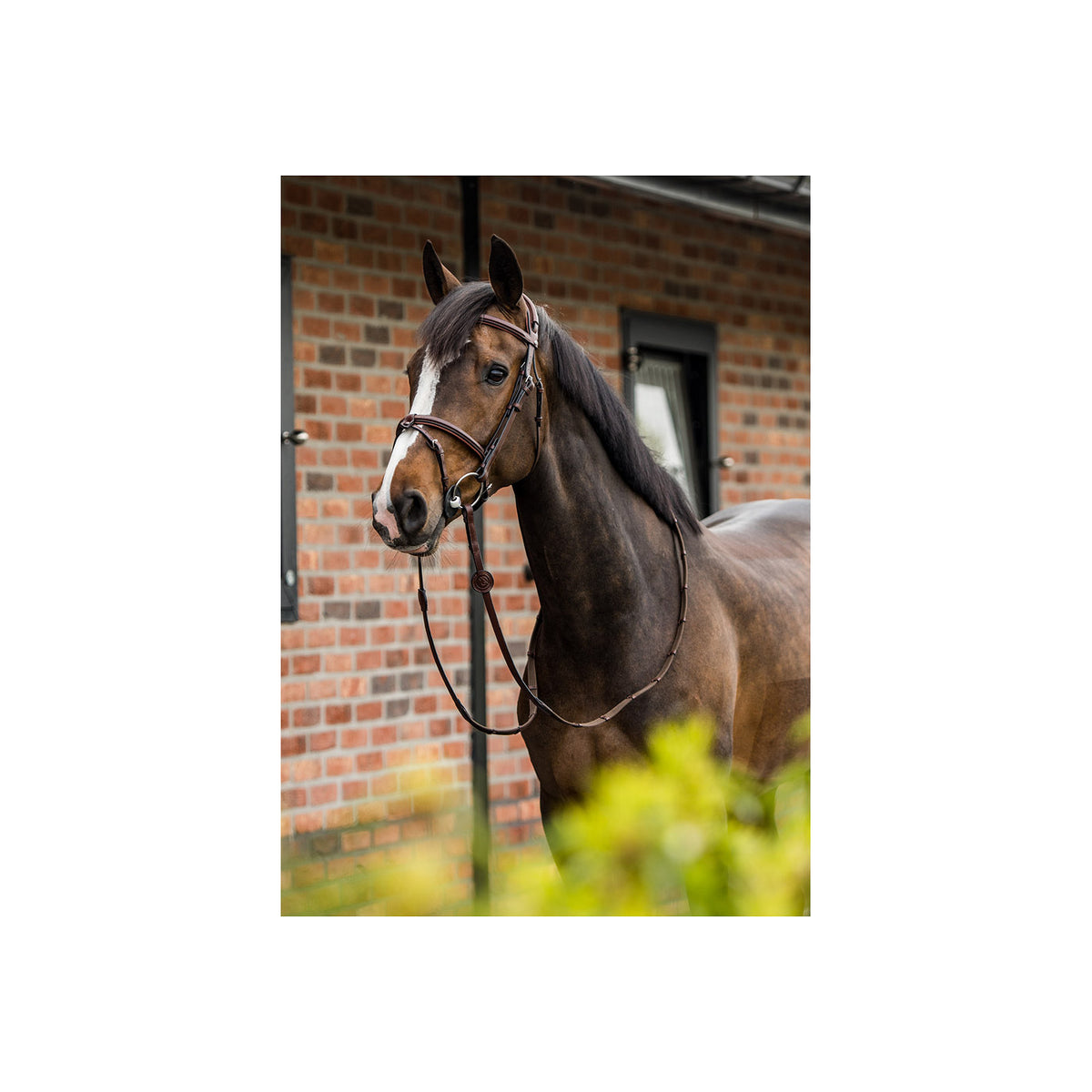 TRUST Geneva Comb.noseband bridle