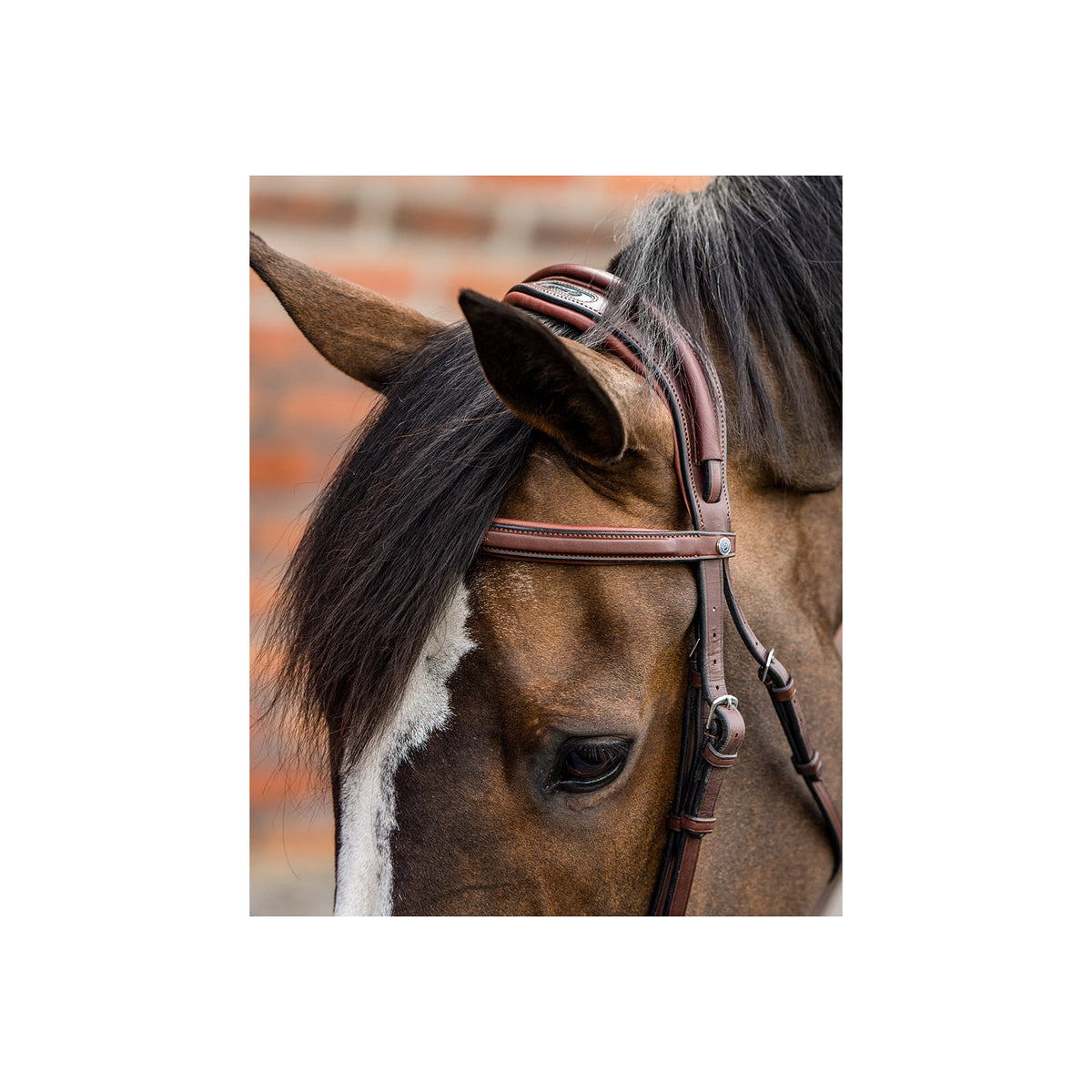 TRUST Geneva Comb.noseband bridle