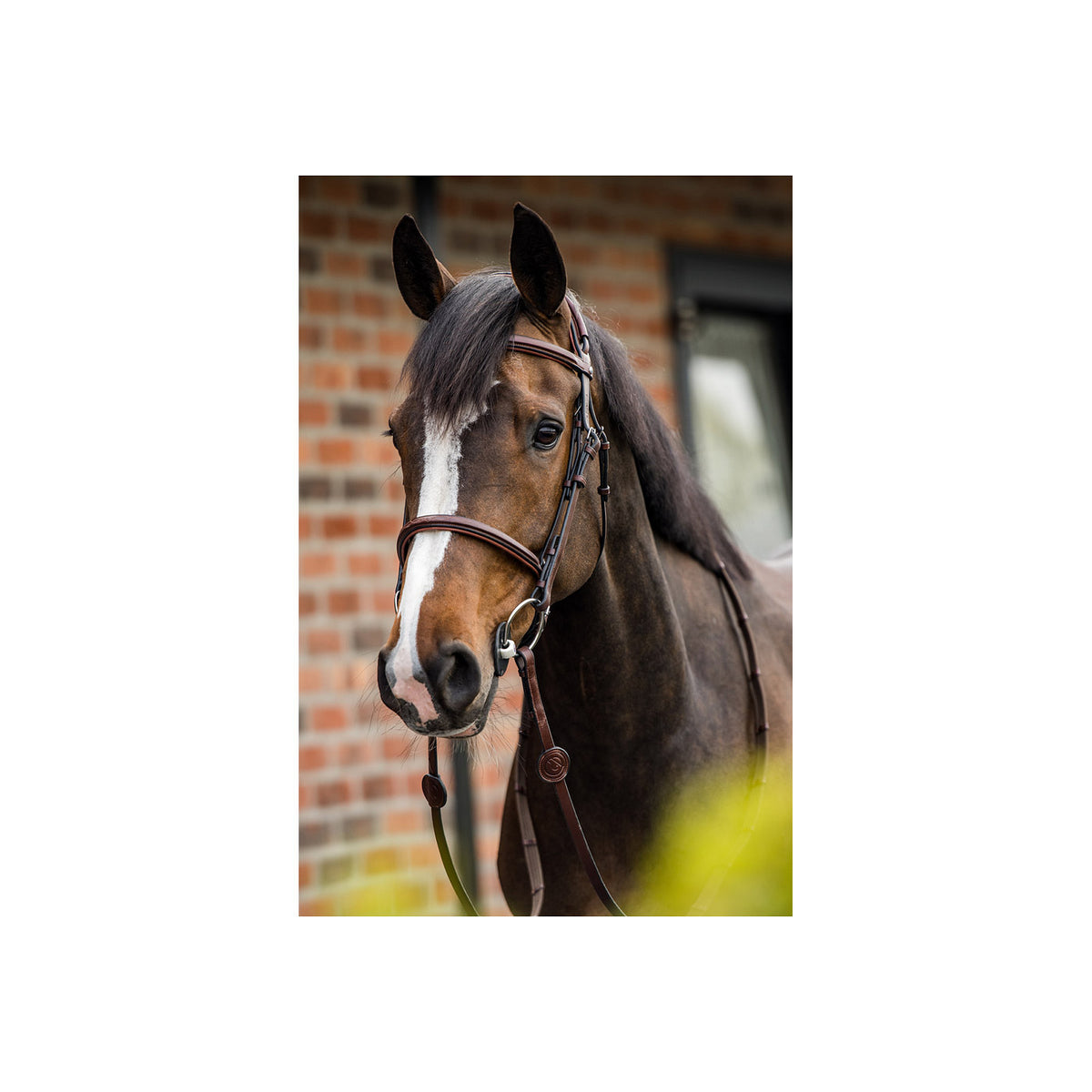 TRUST Geneva Comb.noseband bridle