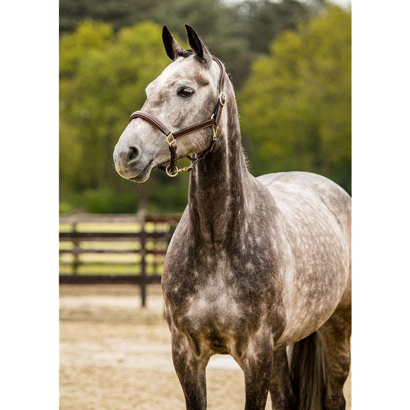 TRUST halster San Miguel