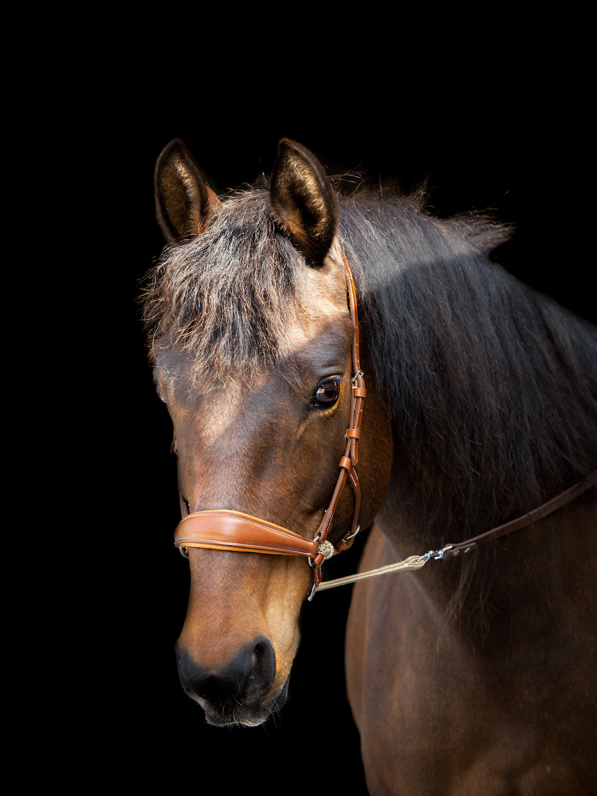 Kingekruist hoofdstel "Lujo"