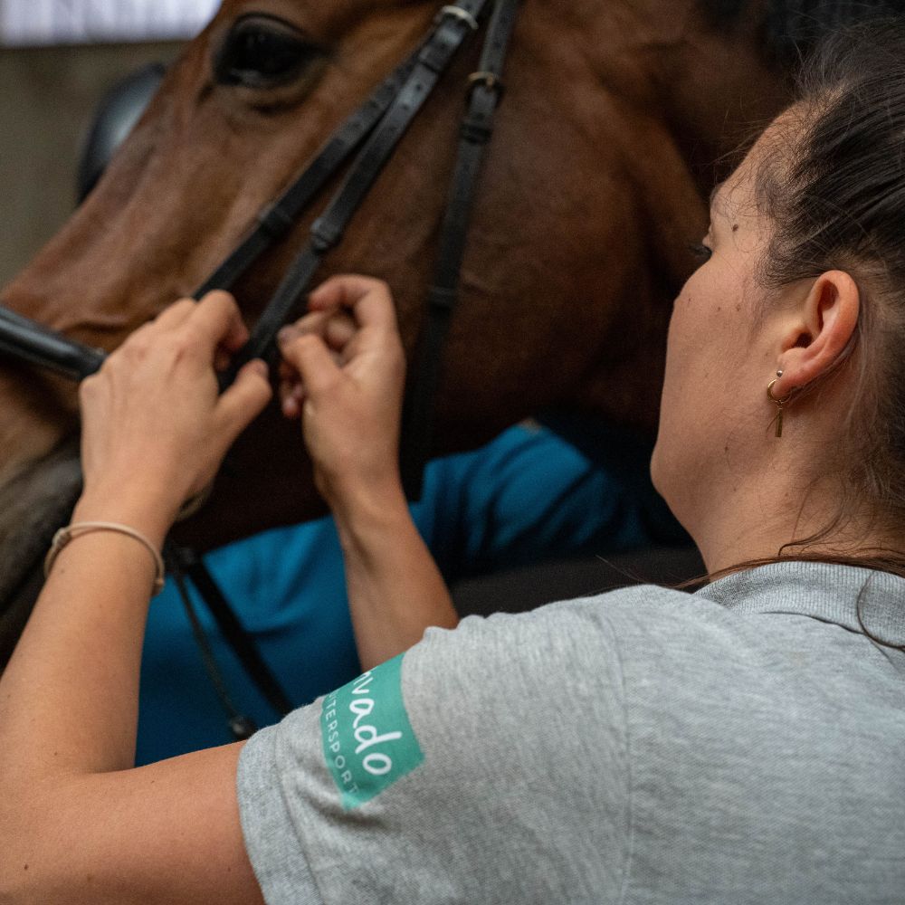 naomi van doorn van aan de teugel is een bruin paard aan het bitfitten