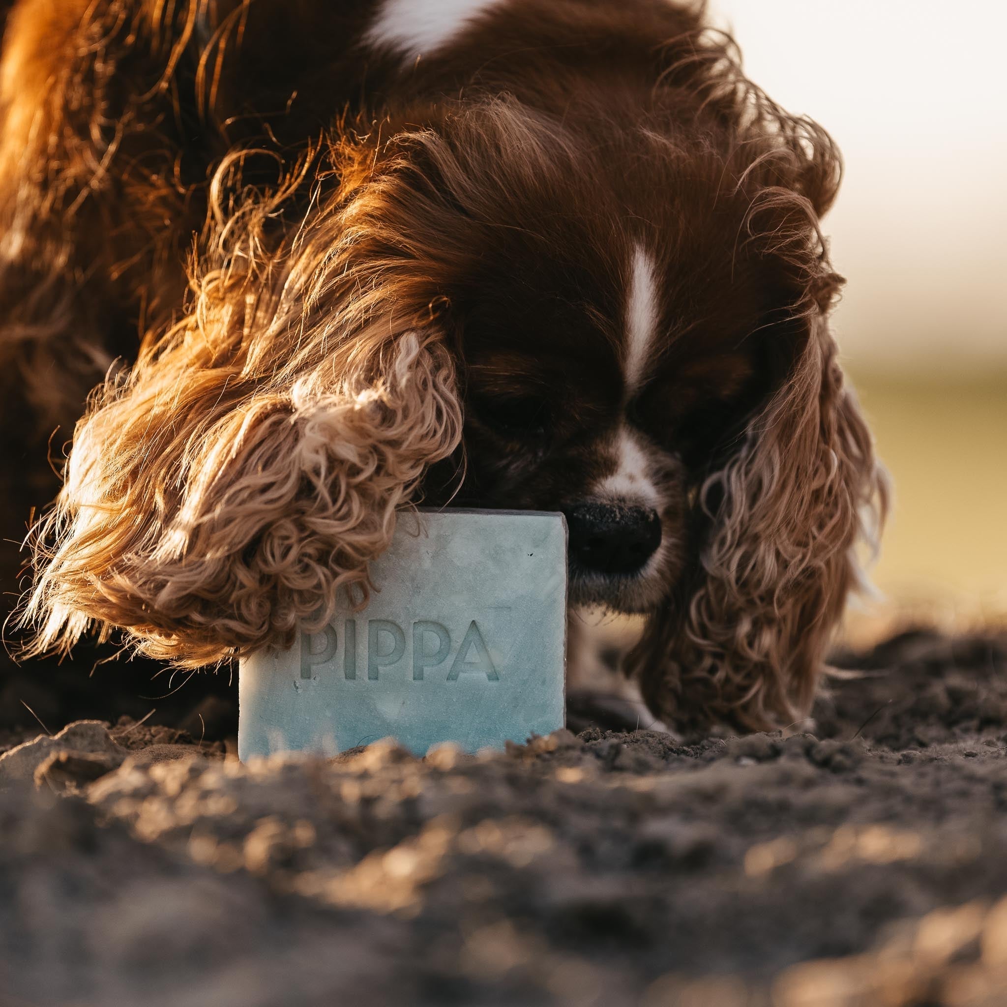 pippa hondenshampoo aloe vera en avocado shampoo bar met een king charles spaniel hond
