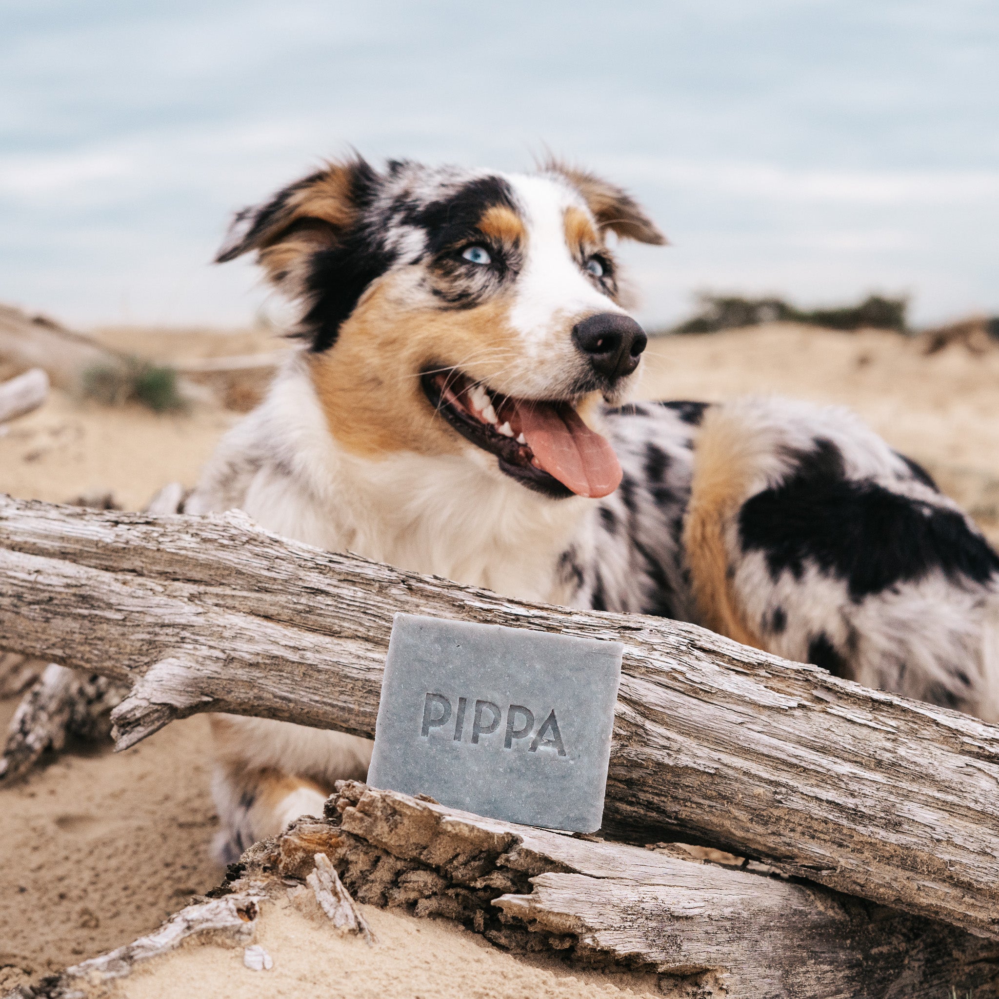 pippa hondenshampoo charcoal en peppermint shampoo bar met op de achtergrond een australische herdershond