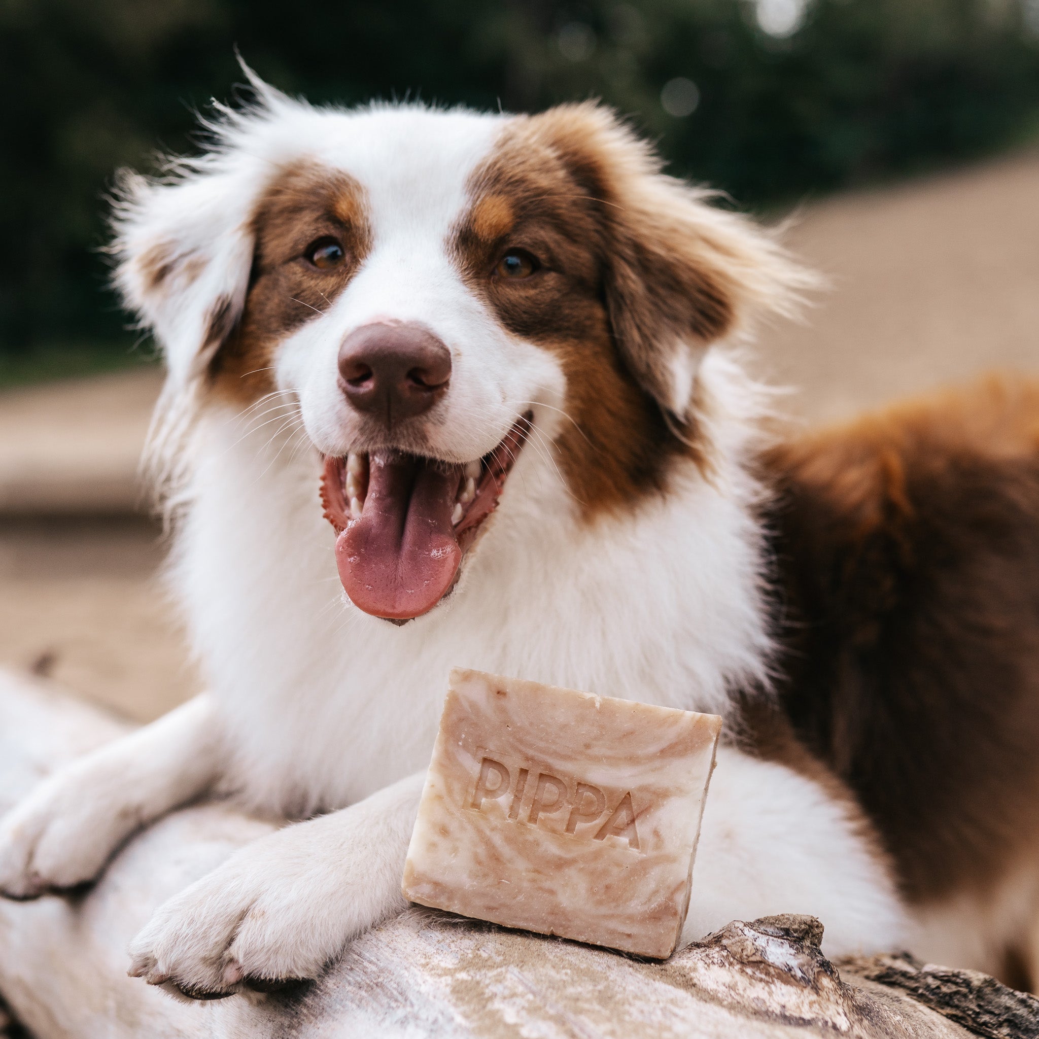 pippa hondenshampoo honey en propolis shampoobar met een wit met bruine hond op de achtergrond