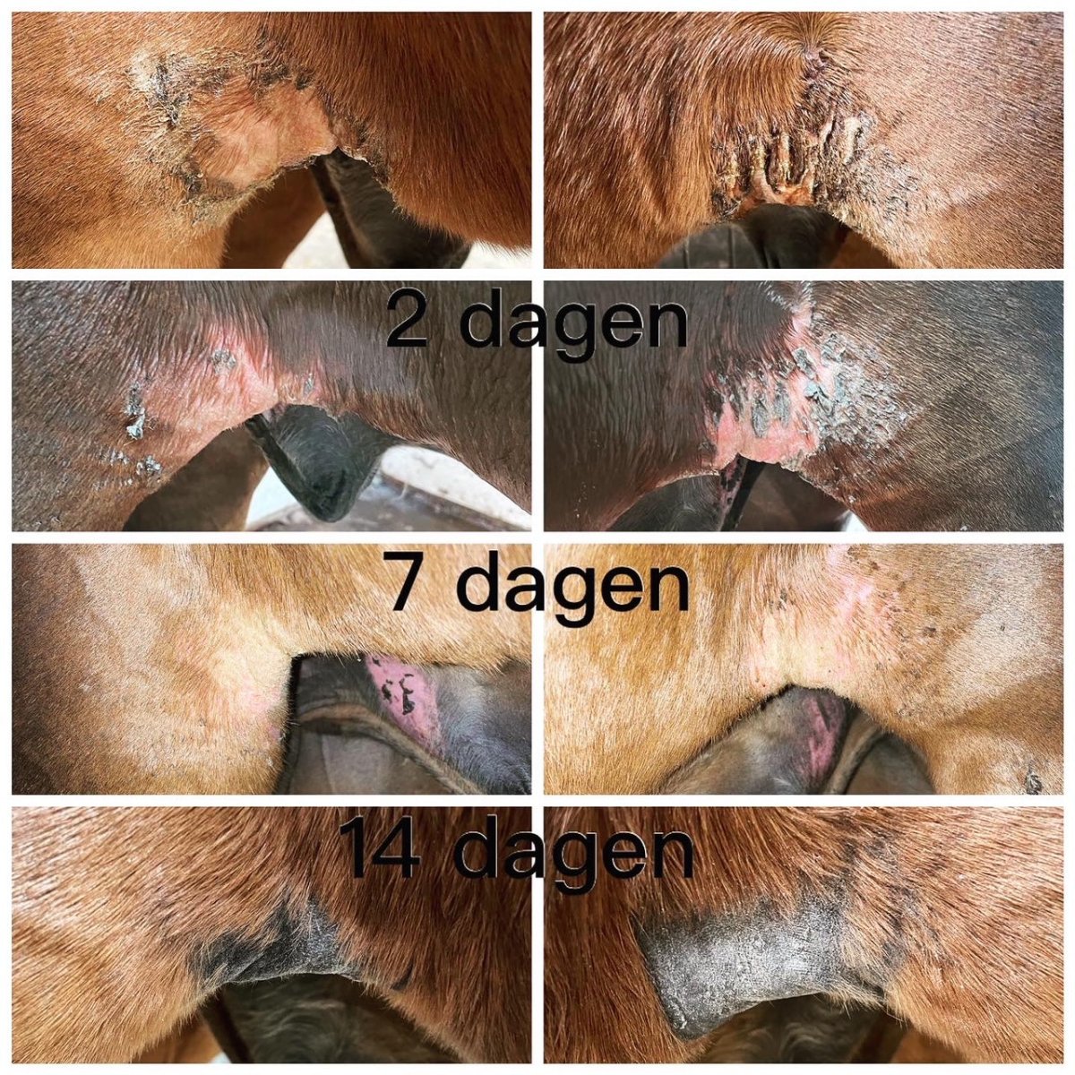 pippa paardenshampoo honey propolis resultaat na het wassen