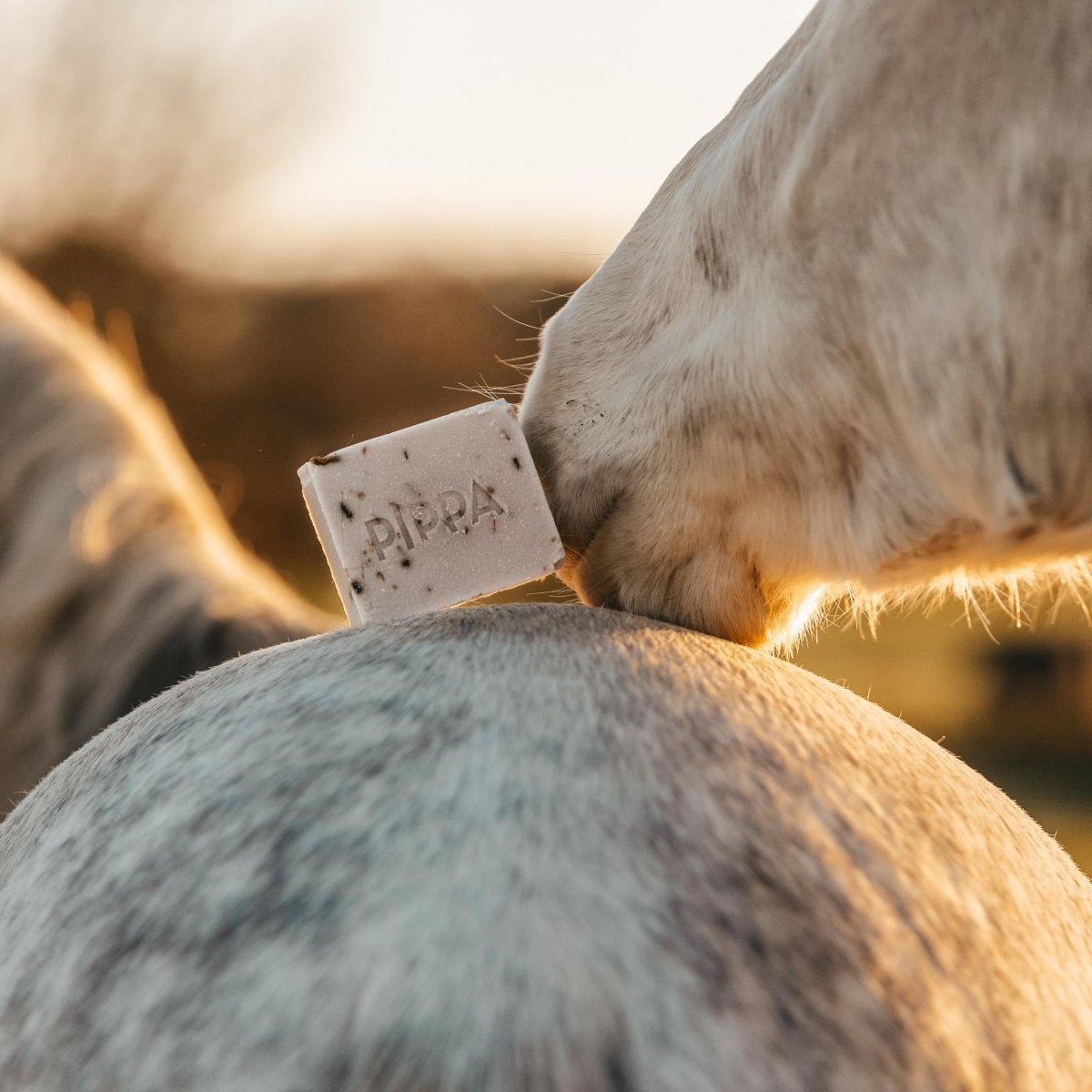 pippa paardenshampoo lavener en basil shampoobar ligt op de achterhand van een paard terwijl een ander paard aan de shampoo ruikt