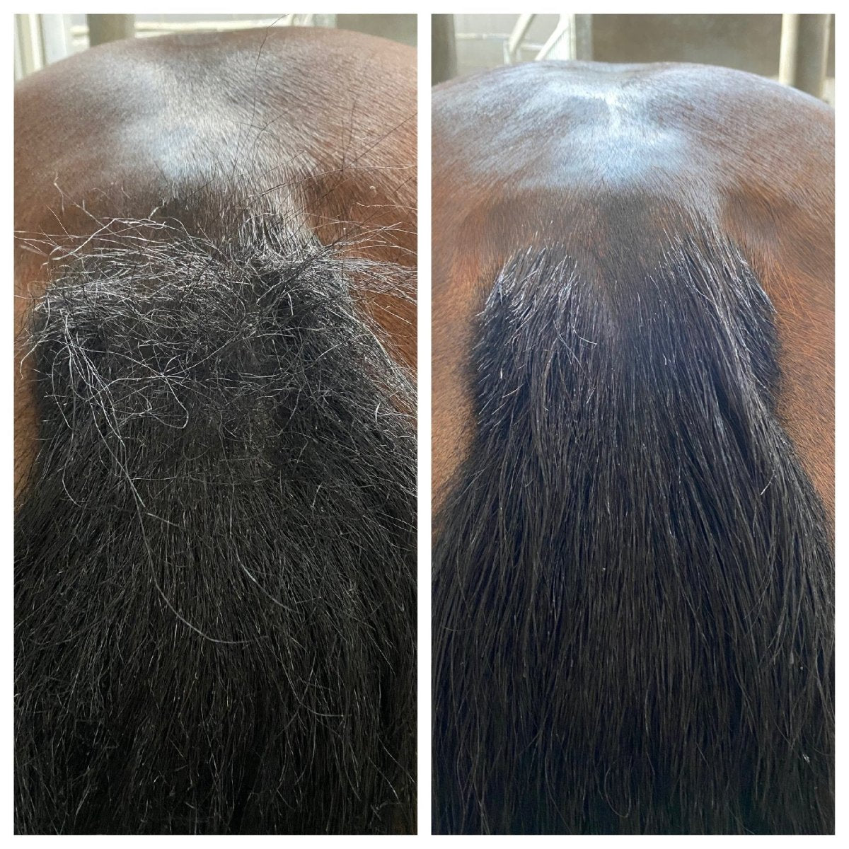 pippa paardenshampoo tea tree eucalyptus resultaat van het wassen