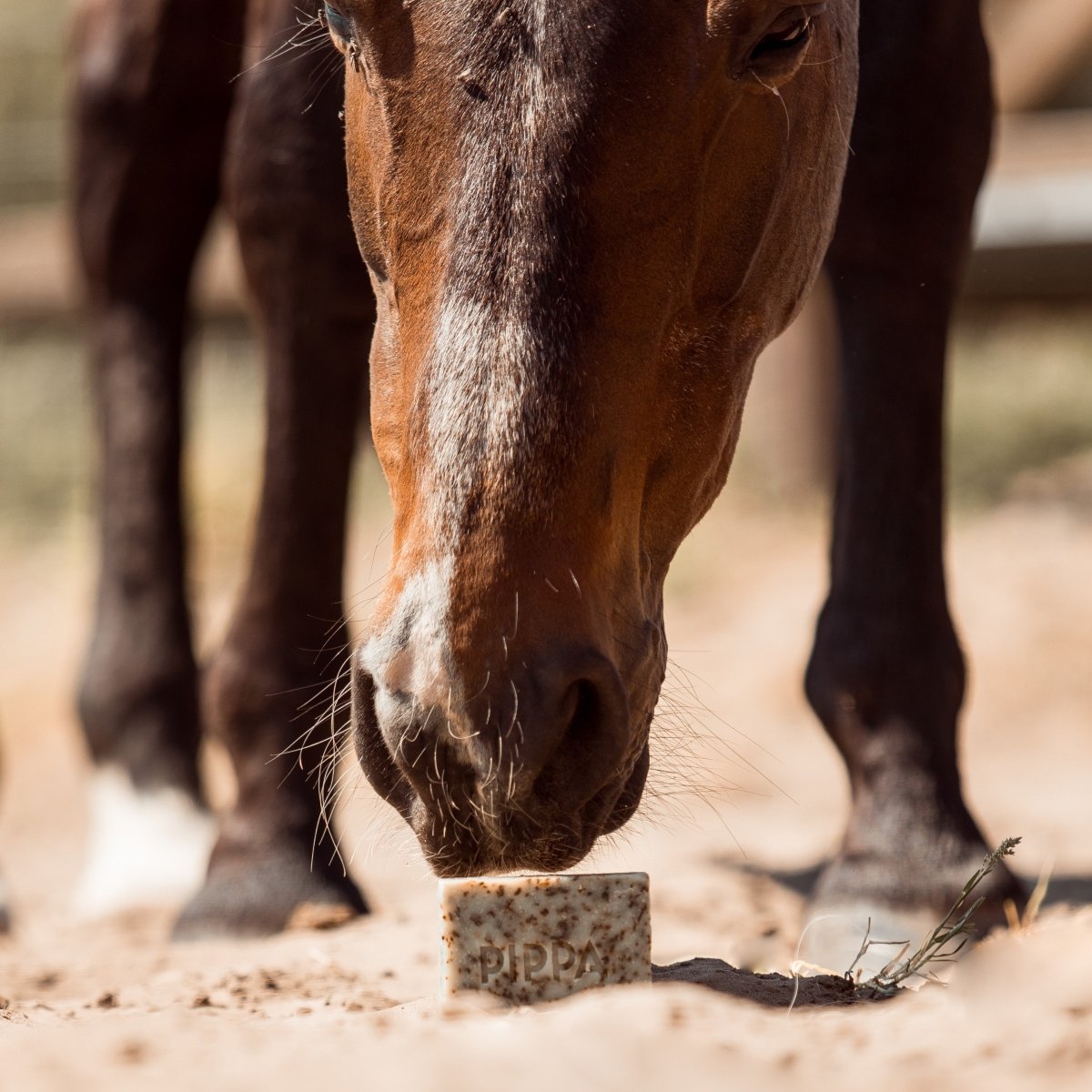 Een bruin paard ruikt aan de pippa paardenshampoo thyme en bergamot shampoobar